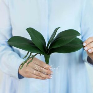 Листья Орхидеи 22см (из 5 листьев) - Зеленый
