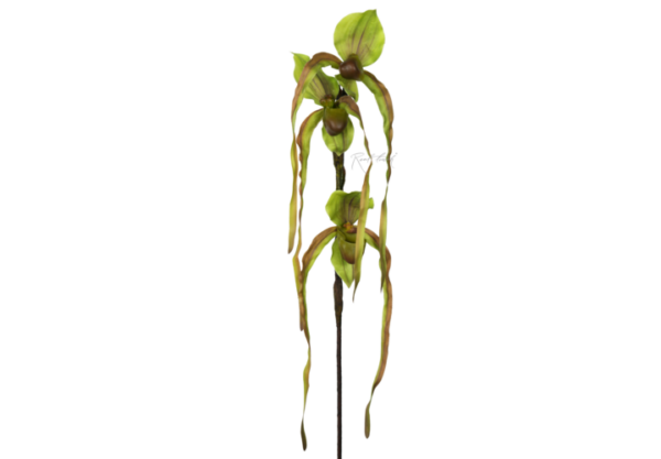 Орхидея Фрагмипедиум 76см — Зеленый