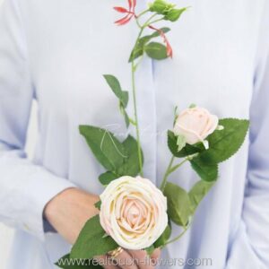 Роза Пионовидная 1+1 - Молочно-розовый