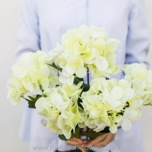 Гортензия кустовая 5 соцветий - Нежно-салатовый